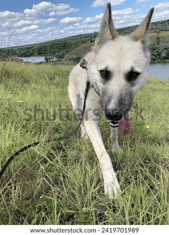 Rural nature in summer. Summer walk with the dog. The dog shows his tongue. A large white dog on a background of green slopes and a pond. West Siberian Laika. Funny dog face.