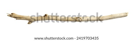 Old wooden stick plant part with knots on a white background Royalty-Free Stock Photo #2419703435