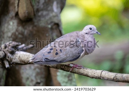 a Eared dove stands on the branch.
Adult males have mainly olive-brown upperpart plumage, with black spots on the wings. The head has a grey crown, black line behind the eye.