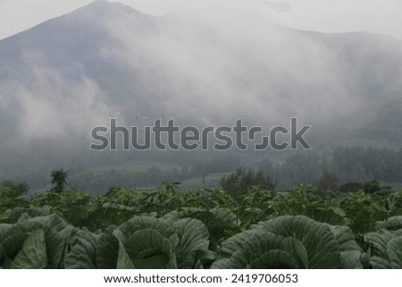 Cabbage can grow large in cold climates or highlands