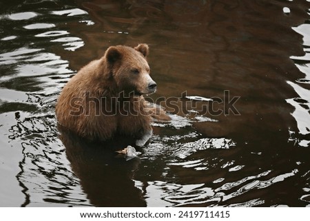 The Gobi bear (Ursus arctos gobiensis), known in Mongolian as the Mazaalai (Мазаалай), is a subspecies of the brown bear (Ursus arctos) that is found in the Gobi Desert of Mongolia. It is listed as cr Royalty-Free Stock Photo #2419711415