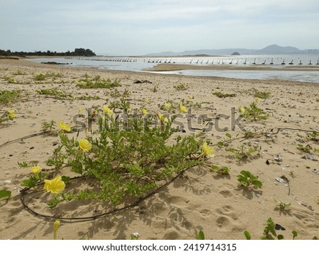Beach evening-primrose (Oenothera drumnondii) grow on the beach of Kinmen as introduced species, with the historical military defensive structures along the coast. Royalty-Free Stock Photo #2419714315