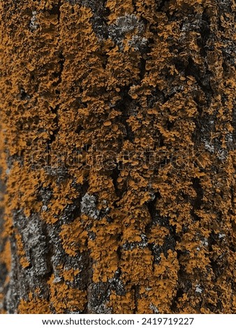 The texture of the old tree. Tree trunk. Old wood. Moss on the surface of the tree. Background photo of wood.