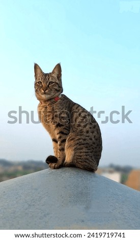 The picture captures a serene moment of a cat perched on top of a rooftop, gazing up at the sky.