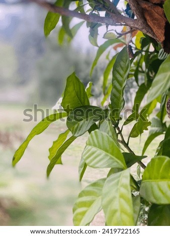 Beautiful natural picture leaf picture nature pictures best picture 
