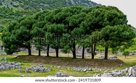 trees in the ephesus antic city