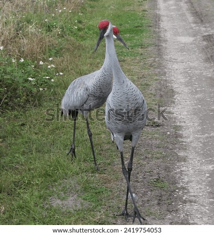 Cross your long legs and cross your heads! A pair of stunningly beautiful Sandhill Cranes.
