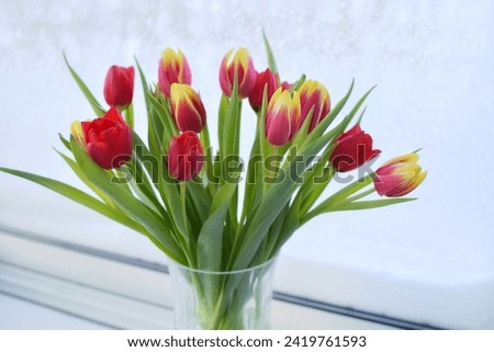 Spring flowers tulips in a glass vase on a snowy window.
