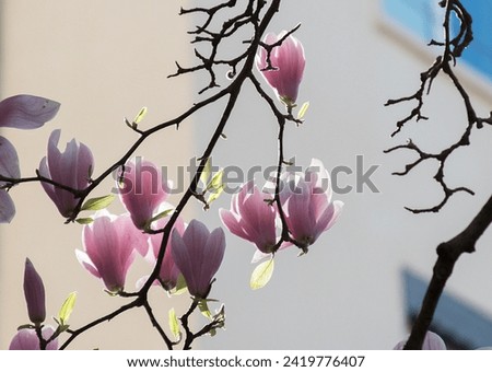 Branch of a magnolia tree with pink flowers in bloom against a light coloured building