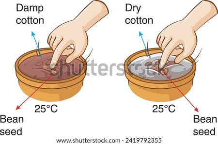 bean experiment, biology, visual, germination, reproduction in plants, damp cotton, dry cotton, bean seed Royalty-Free Stock Photo #2419792355