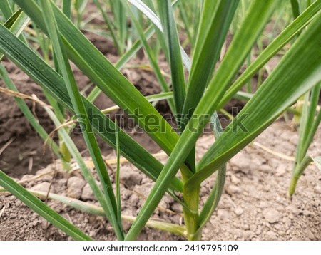 Groww Lashun Plants Vegetable Stock Image