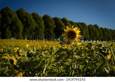 SUNFLOWER - Beautifully flowering plants in the field
