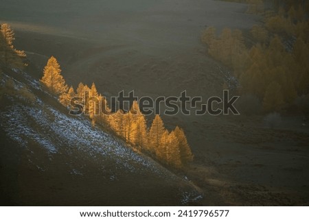 Picturesque sunset light illuminates grove of larch trees on diagonally slope. Moment of heyday of fall season in the mountains Altai region. Perfect image for wall, screen. Scenic artwork.
