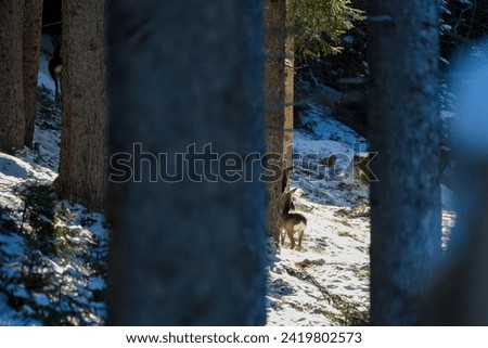 a roe deer female in the forest at a sunny winter day 