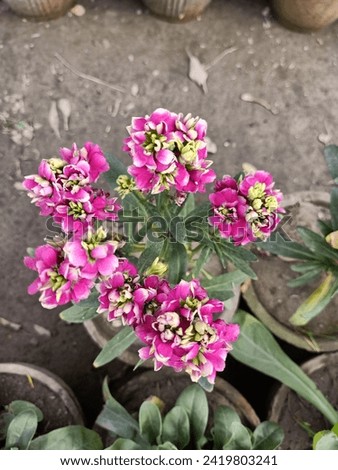 Matthiola incana is a species of flowering plant in the cabbage family Brassicaceae. Common names include Brompton stock, common stock, hoary stock, ten-week stock, and gilly-flower.