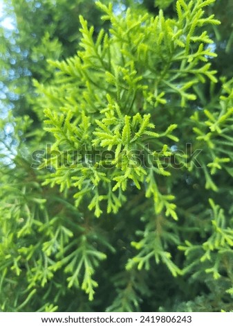 An Beautiful Elitegreen Platycladus orientalis or say Morpankhi Plant picture 
