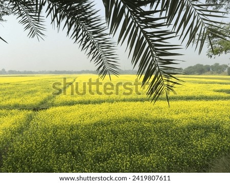 A mind blowing mustard field photo.