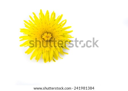 dandelion, isolated on a white background 