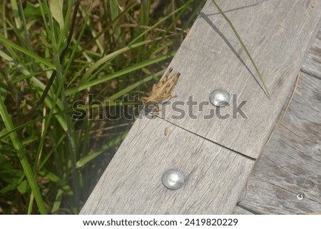The grasshopper on the wooden fence. Insects Life Royalty-Free Stock Photo #2419820229