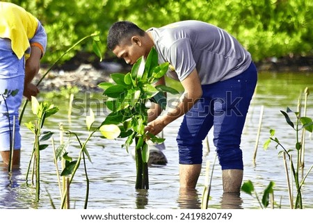 Planting Mangrove trees is for human survival, trees are the lungs of the world. Green the world with plants. Royalty-Free Stock Photo #2419820749