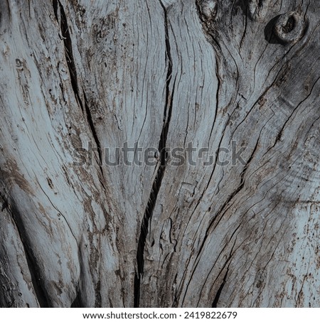 Dry old tree surface close-up Royalty-Free Stock Photo #2419822679