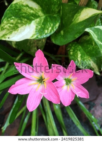 Zephyranthes Minuta or Pink Rain Lily
It is a grass like herbaceous plant and grows around 15 to 30 cm tall.
