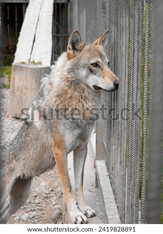 wolf in the village . Moutain wolf