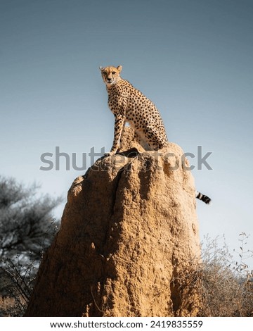 Majestic and untamed, this swift cheetah perches atop a towering rock 