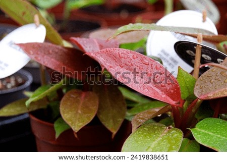 Philodendron Red Sun with beautiful wet leafs Royalty-Free Stock Photo #2419838651