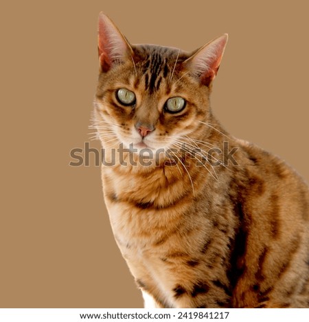 Bengal Cat , Bengal cat outdoors , portrait of wild cat , isolated on color or white background.