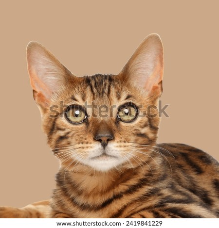 Bengal Cat , Bengal cat outdoors , portrait of wild cat , isolated on color or white background.