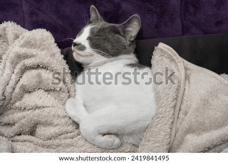 Cute gray white cat under gray plaid. Pet warms under a blanket in cold winter weather. a gray and white cat sleeping under a blanket. Pets friendly and care concept. domestic cat on sofa	 Royalty-Free Stock Photo #2419841495