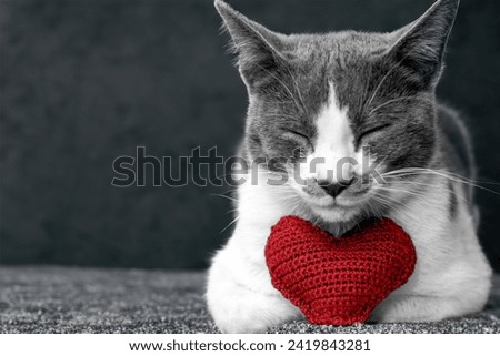 Red knitted heart in the paws of a cat. a gray and black fluffy cat for Valentine's Day or postcard. Textured background with a cat. copy space. valentine's day, lovers day, love concept Royalty-Free Stock Photo #2419843281