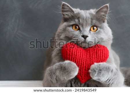Red knitted heart in the paws of a cat. a gray and black fluffy cat for Valentine's Day or postcard. Textured background with a cat. copy space. valentine's day, lovers day, love concept Royalty-Free Stock Photo #2419843549
