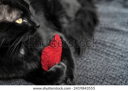 Red knitted heart in the paws of a cat. a gray and black fluffy cat for Valentine's Day or postcard. Textured background with a cat. copy space. valentine's day, lovers day, love concept Royalty-Free Stock Photo #2419843555