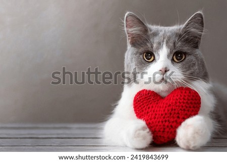 Red knitted heart in the paws of a cat. a gray and black fluffy cat for Valentine's Day or postcard. Textured background with a cat. copy space. valentine's day, lovers day, love concept Royalty-Free Stock Photo #2419843699
