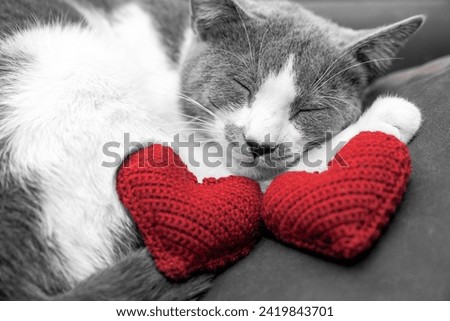 Red knitted heart in the paws of a cat. a gray and black fluffy cat for Valentine's Day or postcard. Textured background with a cat. copy space. valentine's day, lovers day, love concept Royalty-Free Stock Photo #2419843701
