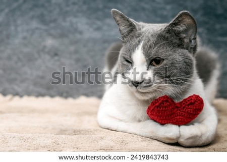 Red knitted heart in the paws of a cat. a gray and black fluffy cat for Valentine's Day or postcard. Textured background with a cat. copy space. valentine's day, lovers day, love concept Royalty-Free Stock Photo #2419843743