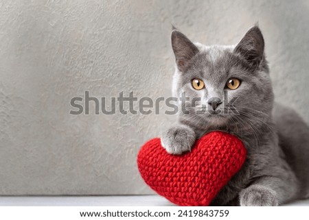 Red knitted heart in the paws of a cat. a gray and black fluffy cat for Valentine's Day or postcard. Textured background with a cat. copy space. valentine's day, lovers day, love concept Royalty-Free Stock Photo #2419843759