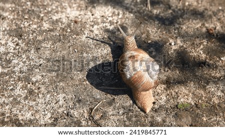 Common garden snail on the sidewalk. Snail on a blurred background lit by the sun. Royalty-Free Stock Photo #2419845771