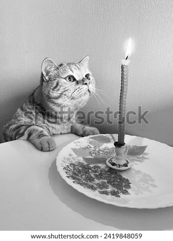 A Scottish cat looks at a burning candle. Black and white photo.