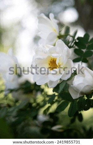 White roses in the garden. This rose is called Midsummer rose. This beautiful flowers are common gift for example for the graduate. Picture is colorful image. 