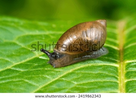 Amber snail crawling over a large green leaf with intense leaf veins - Baden-Württemberg, Germany                         Royalty-Free Stock Photo #2419862343
