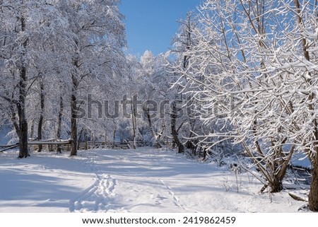 Snow-covered trees at the foot of the Rodna Mountains. Tracks in the snow. Royalty-Free Stock Photo #2419862459