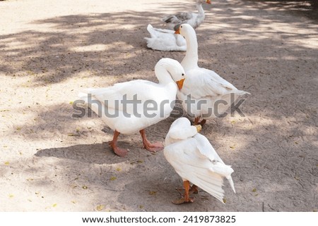 White ducks on the sand. Royalty-Free Stock Photo #2419873825