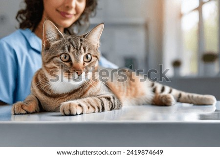 Veterinarian examining pet on table in veterinary clinic, Veterinary caring of a cute cat, healthcare of your pet. Pet Health Check Up. Caring Veterinarian Examining And Comforting a Cat During Royalty-Free Stock Photo #2419874649