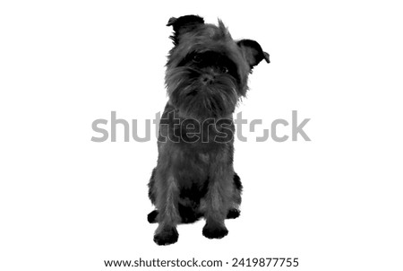 Isolated sad dog picture. The Affenpinscher (meaning "monkey terrier" in German) originated in Germany in the 1600s, likely from Pinscher-type dogs bred as ratters in stables.