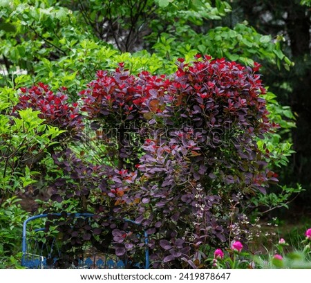 A Royal purple smokebush is the focal point of this New perennial midwest garden. The surrounding forest green foliage lends a lovely soft contrast to this ornamental pruning.  Royalty-Free Stock Photo #2419878647
