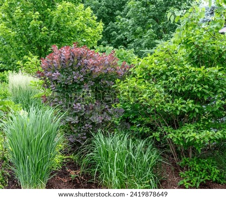 A Royal purple smokebush is the focal point of this New perennial midwest garden. The surrounding forest green foliage lends a lovely soft contrast to this ornamental pruning.  Royalty-Free Stock Photo #2419878649