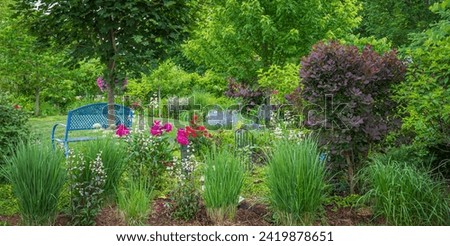 A Royal purple smokebush is the focal point of this New perennial midwest garden. The surrounding forest green foliage lends a lovely soft contrast to this ornamental pruning.  Royalty-Free Stock Photo #2419878651